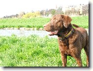 Chesapeake Bay Retriever