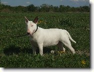 Bull Terrier