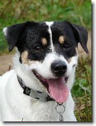 Jack Russell Terrier