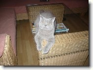 British shorthairs cat