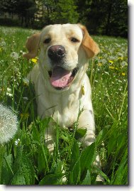 Labrador Retriever