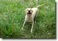 Labrador Retriever