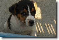 Jack Russell Terrier