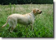 Labrador Retriever