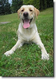 Labrador Retriever