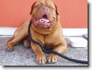 Dogue de Bordeaux