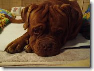 Dogue de Bordeaux