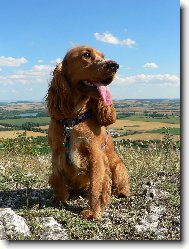 English cocker spaniel \(Dog standard\)