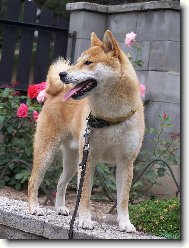 Shiba inu \(Dog standard\)