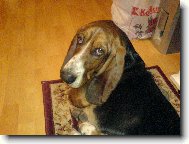 Basset Hound