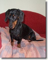 Dachshund \(teckel\) \(Dog standard\)