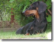 Dachshund \(teckel\) \(Dog standard\)