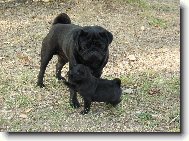 Pug \(Dog standard\)