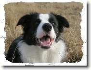 Border Collie