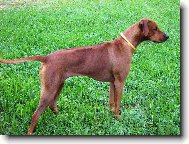 Rhodesian Ridgeback