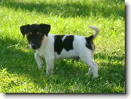 Jack Russell Terrier