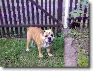 English Bulldog