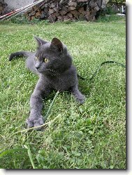 British shorthairs cat