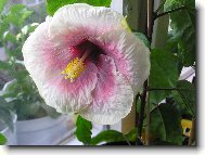 Hibiscus rosa-sinensis