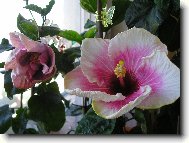 Hibiscus rosa-sinensis