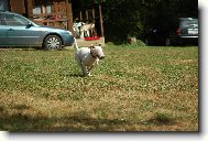 Bull Terrier