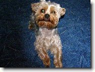 Jorkrsk terier, Yorkshire Terrier,