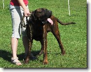 Fila Brasileiro