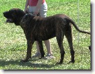 Fila Brasileiro