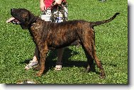 Fila Brasileiro