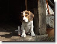 Beagle