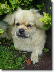 Tibetan spaniel \(Dog standard\)