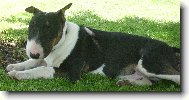 Bull Terrier