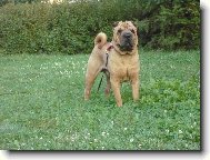 Shar-Pei \(Dog standard\)