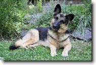 German Shepherd Dog