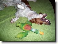 Welsh Springer Spaniel