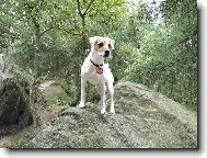 Parson russell terrier \(Dog standard\)