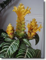 Aphelandra