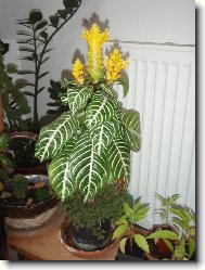 Aphelandra