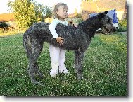 Scottish Deerhound