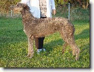 Scottish Deerhound