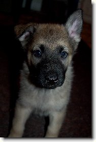 German Shepherd Dog