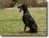 Dobermann \(Dog standard\)