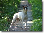 American Bulldog