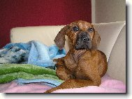 Rhodesian Ridgeback