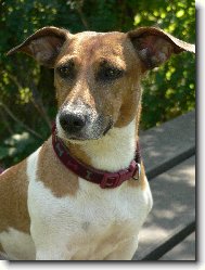 Jack Russell Terrier