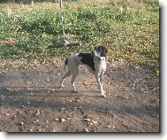 English Pointer