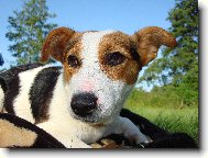 Jack Russell Terrier