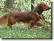 Dachshund \(teckel\) \(Dog standard\)