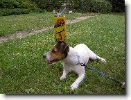 Jack Russell Terrier