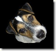 Jack Russell Terrier